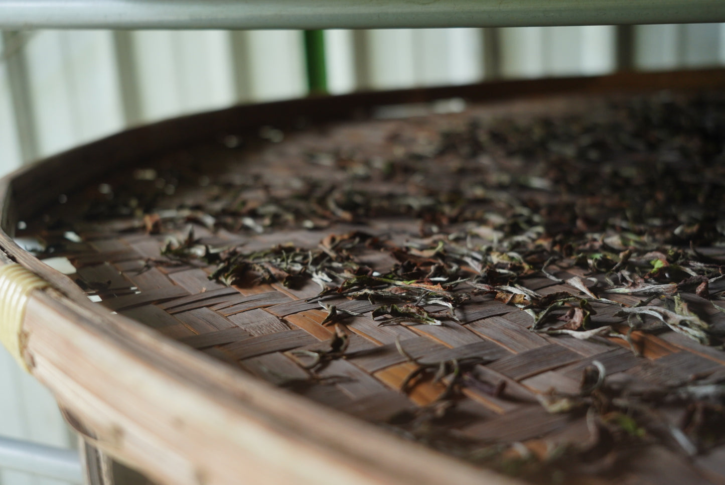 Oriental Beauty (Competition Tea) 苗栗東方美人,2025比賽茶