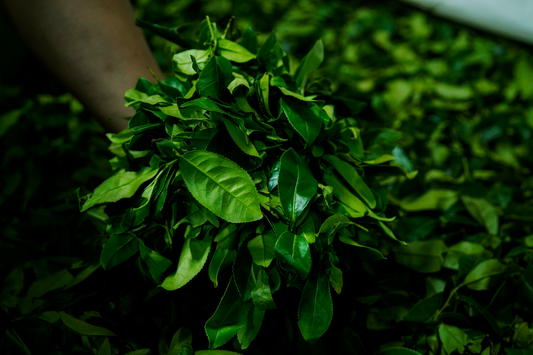 The "Welcome Scent" has arrived. 🍵