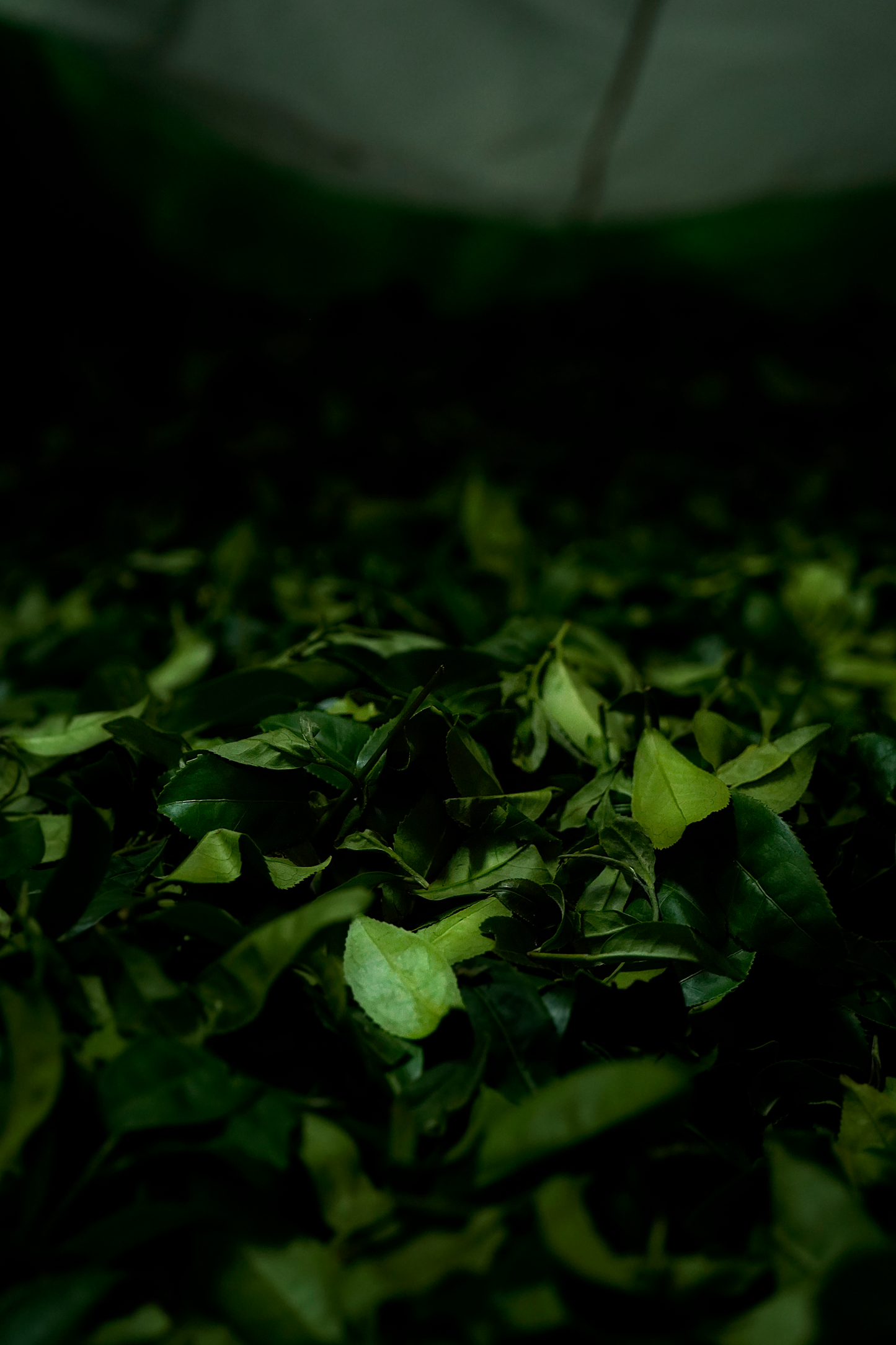 Ying Xiang "Welcoming Scent", Spring 2026