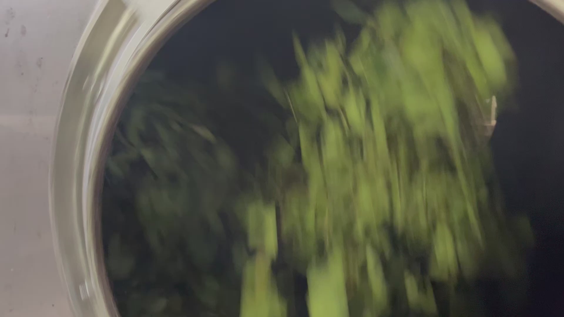 載入影片：Our farmer is showing part of the tea making process
